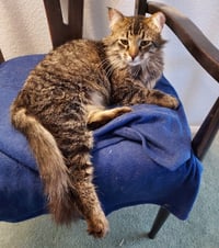 DONNIE (Cat) - Photo 2