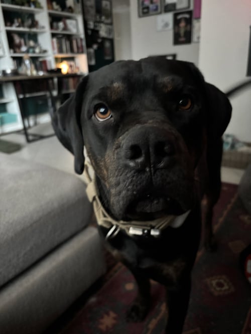 TANK #10 - Rottweiler available for adoption