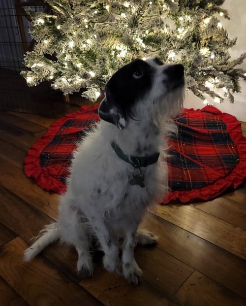 BUZZ - Parson Russell Terrier / Border Collie available for adoption