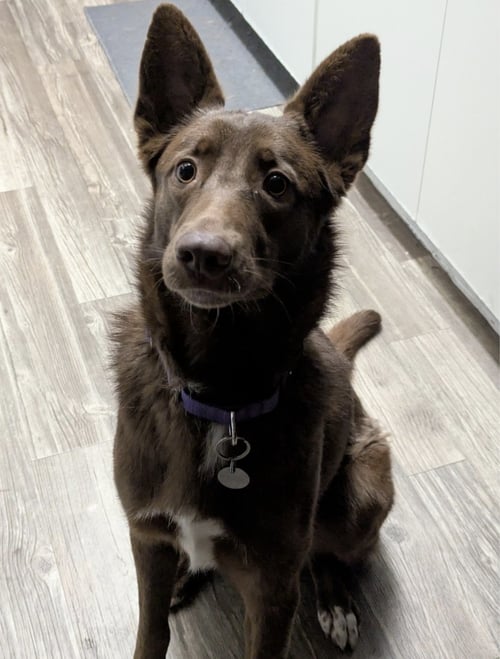 RIVER #3 - Australian Kelpie available for adoption