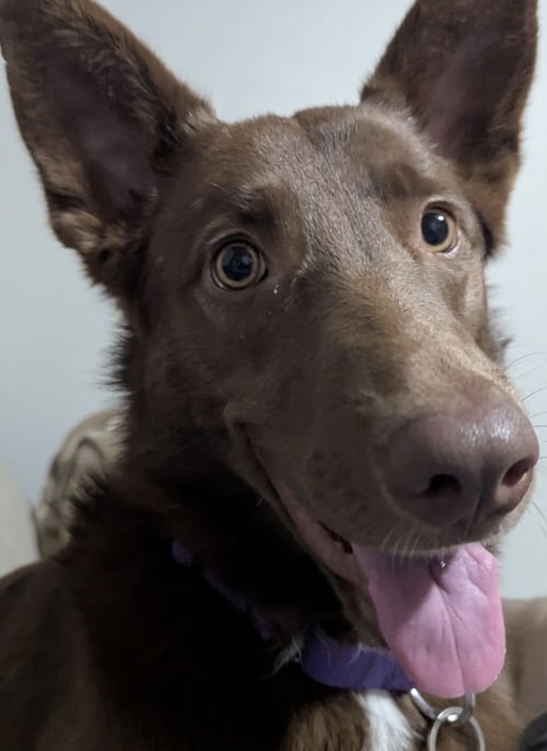 RIVER #3 - Australian Kelpie available for adoption
