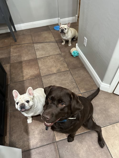 THOR - French Bulldog available for adoption