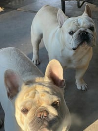 THOR - Photo 3