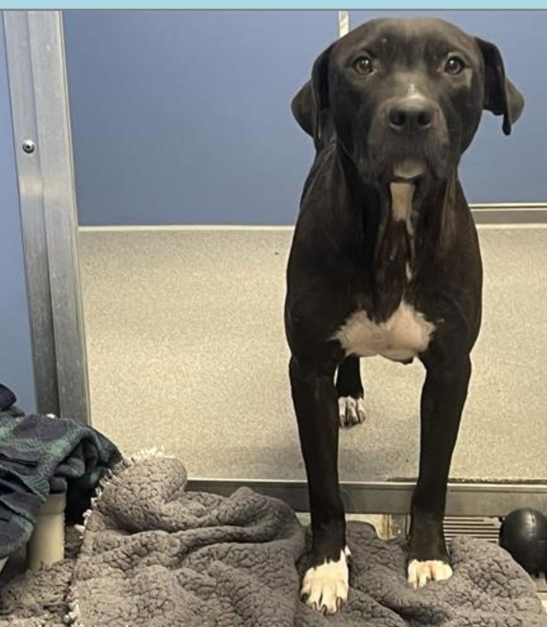 LOLA - Labrador Retriever / Black Labrador Retriever available for adoption