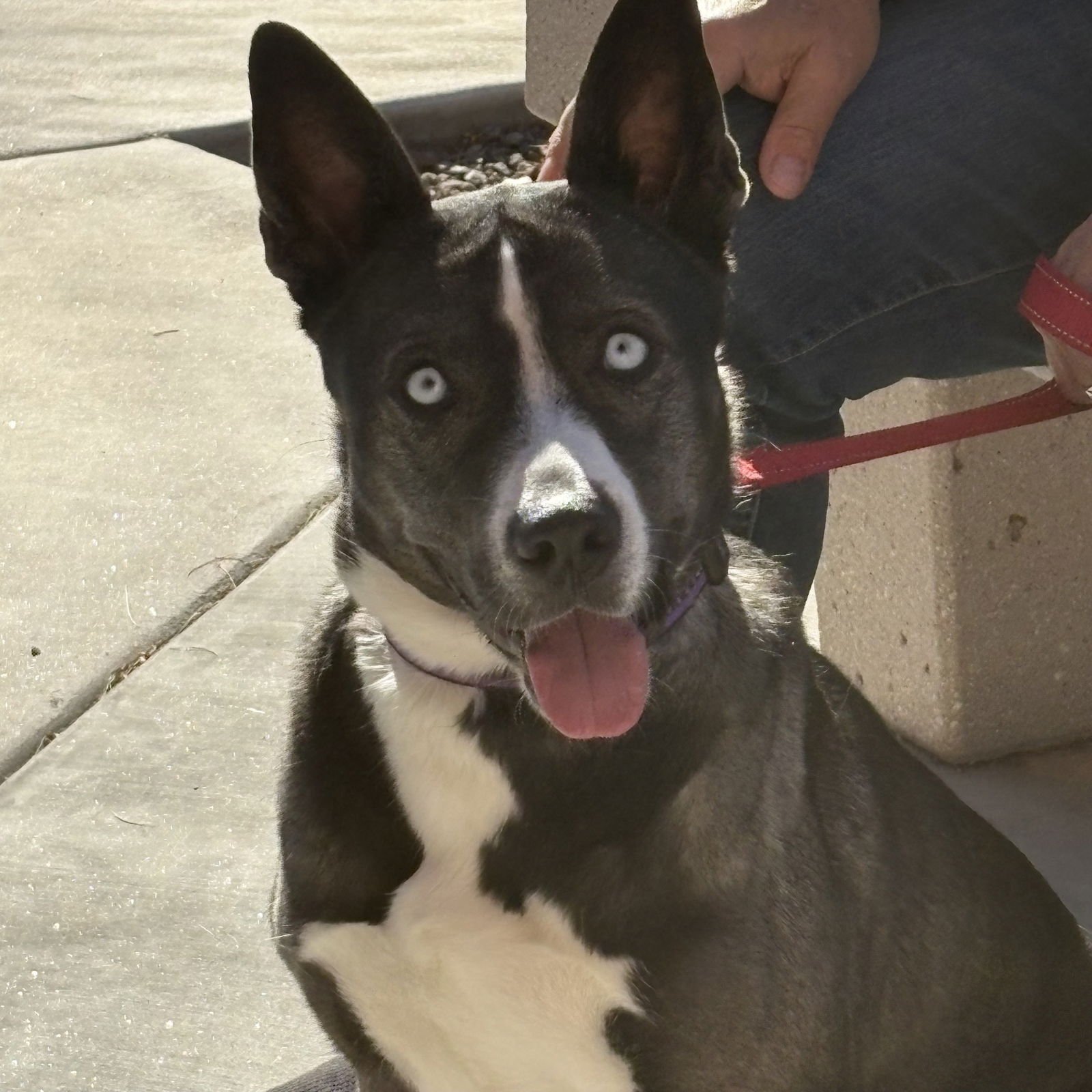 LILY #6 - Husky available for adoption