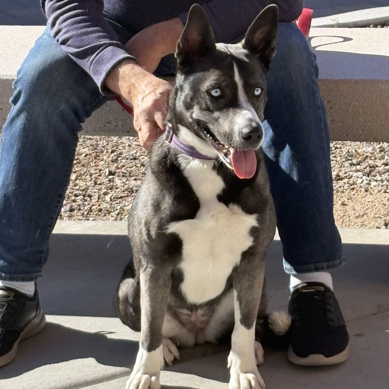 LILY #6 - Husky available for adoption