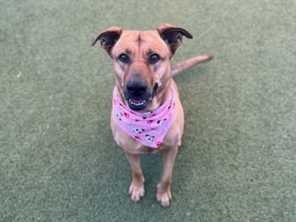 RENLEE - German Shepherd Dog available for adoption