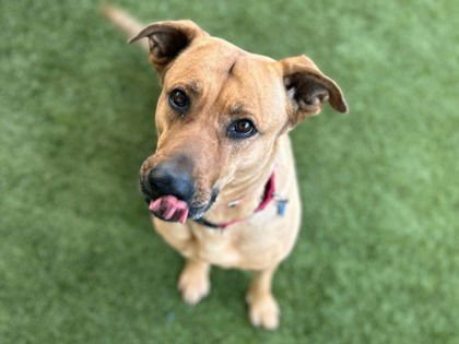 RENLEE - German Shepherd Dog available for adoption