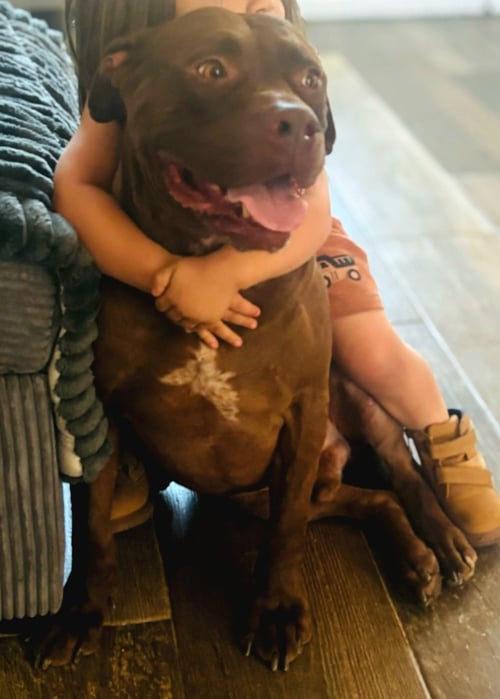 THOR - Bulldog / Staffordshire Bull Terrier available for adoption
