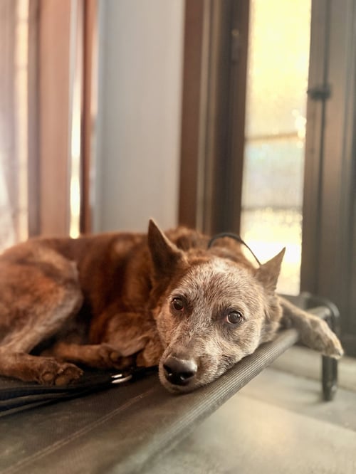 SOKKA #2 - Cattle Dog available for adoption
