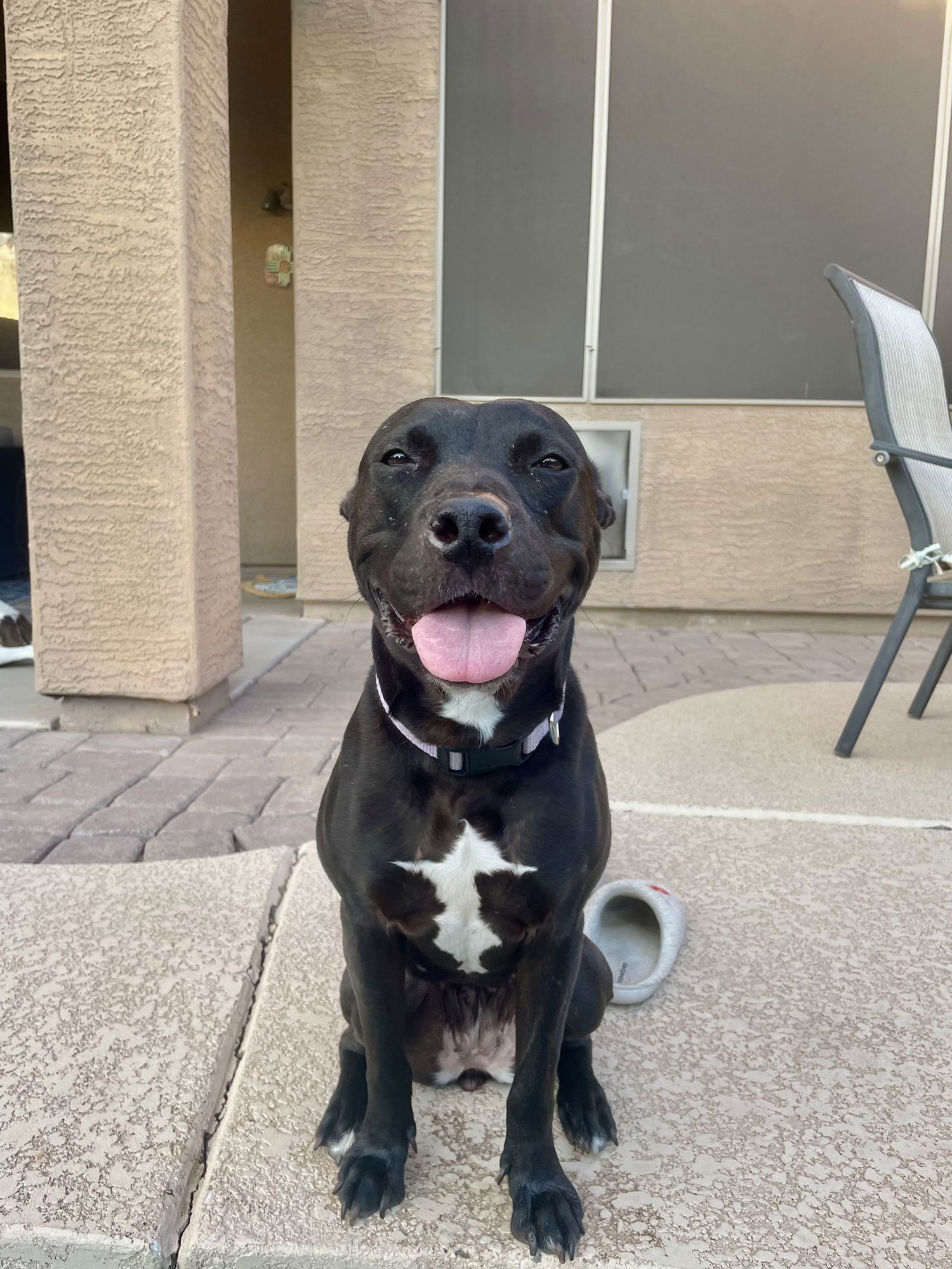 MURPHY #10 - American Pit Bull Terrier available for adoption