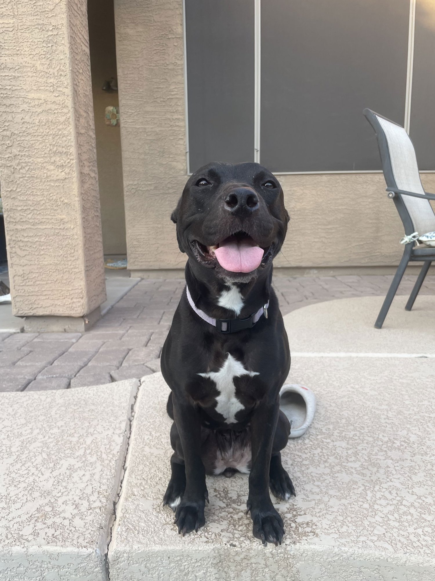 MURPHY #10 - American Pit Bull Terrier available for adoption