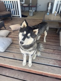 DUKE #23 - Photo 1