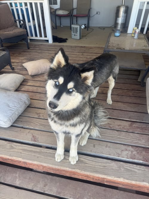 DUKE #23 - Husky available for adoption