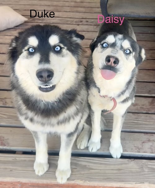 DUKE #23 - Husky available for adoption