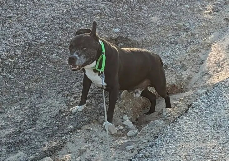 BANJO #2 - American Staffordshire Terrier available for adoption