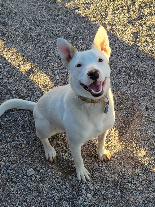 TOBY #10 - Queensland Heeler available for adoption