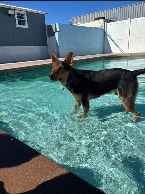 LOKI #12 - German Shepherd Dog available for adoption