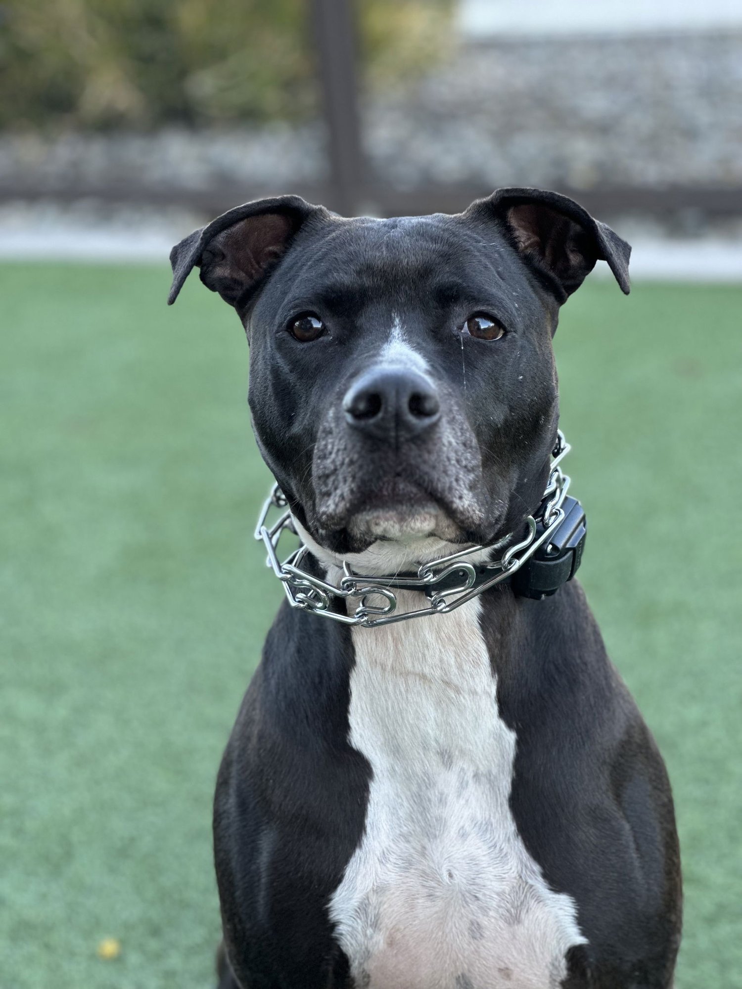 TUCKER #9 - American Pit Bull Terrier available for adoption