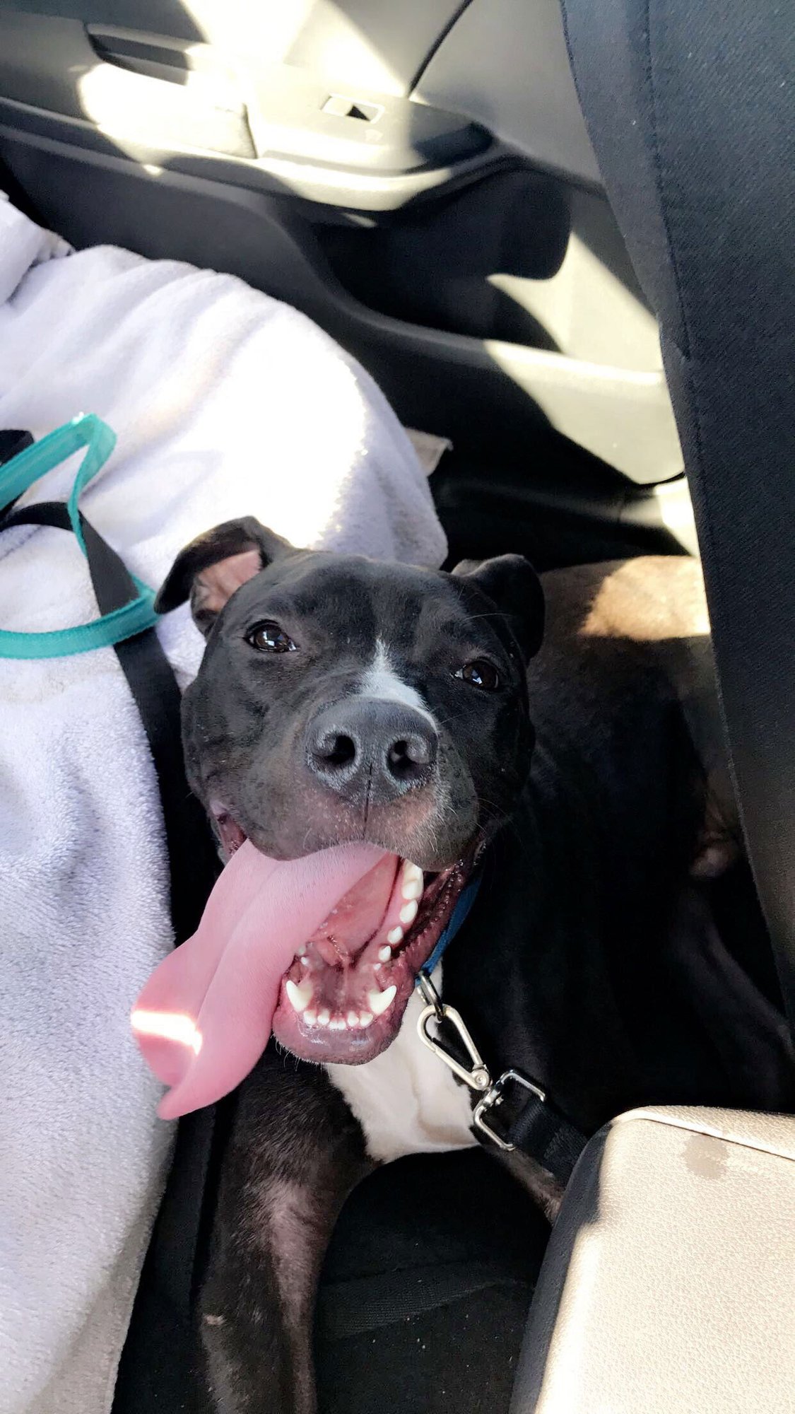 TUCKER #9 - American Pit Bull Terrier available for adoption