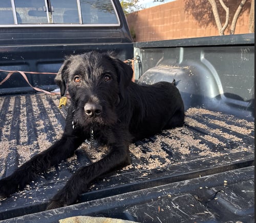 BORIS #3 - German Wirehaired Pointer available for adoption
