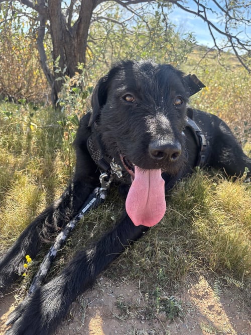 BORIS #3 - German Wirehaired Pointer available for adoption