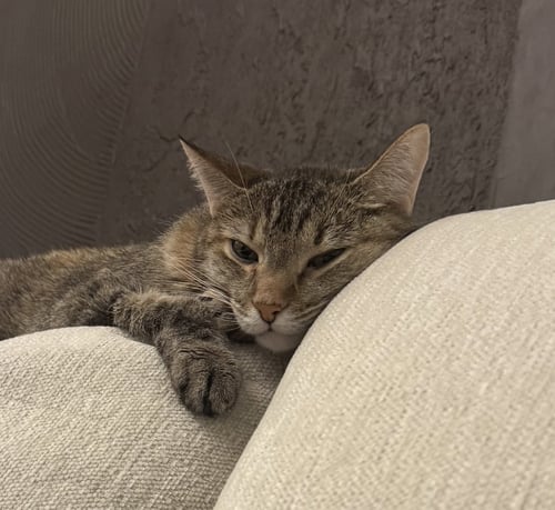EMBER - Domestic Medium Hair available for adoption