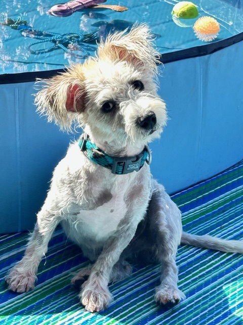 MURPHY #9 - Cairn Terrier available for adoption