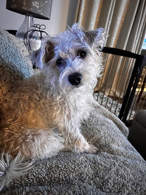 MURPHY #9 - Cairn Terrier available for adoption