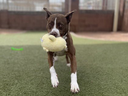 FARAH - Pit Bull Terrier available for adoption