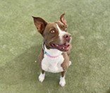 FARAH - Pit Bull Terrier available for adoption