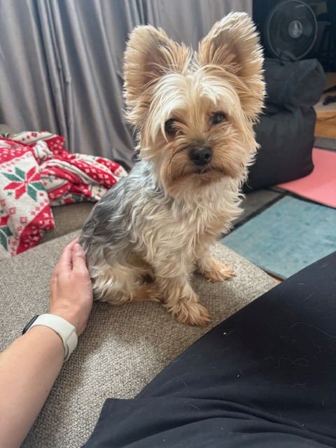 BISCUIT #3 - Yorkshire Terrier Yorkie available for adoption