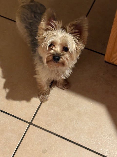 BISCUIT #3 - Yorkshire Terrier Yorkie available for adoption
