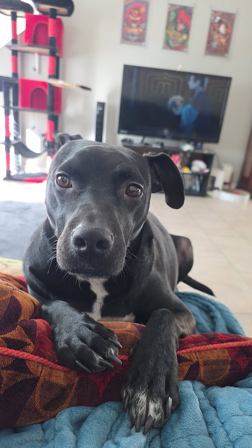 BLITZO - Pit Bull Terrier / Labrador Retriever available for adoption
