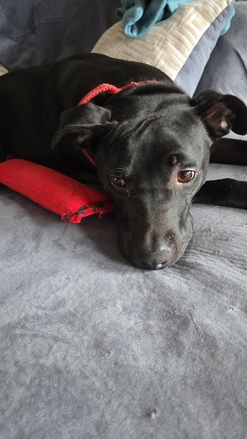 BLITZO - Pit Bull Terrier / Labrador Retriever available for adoption
