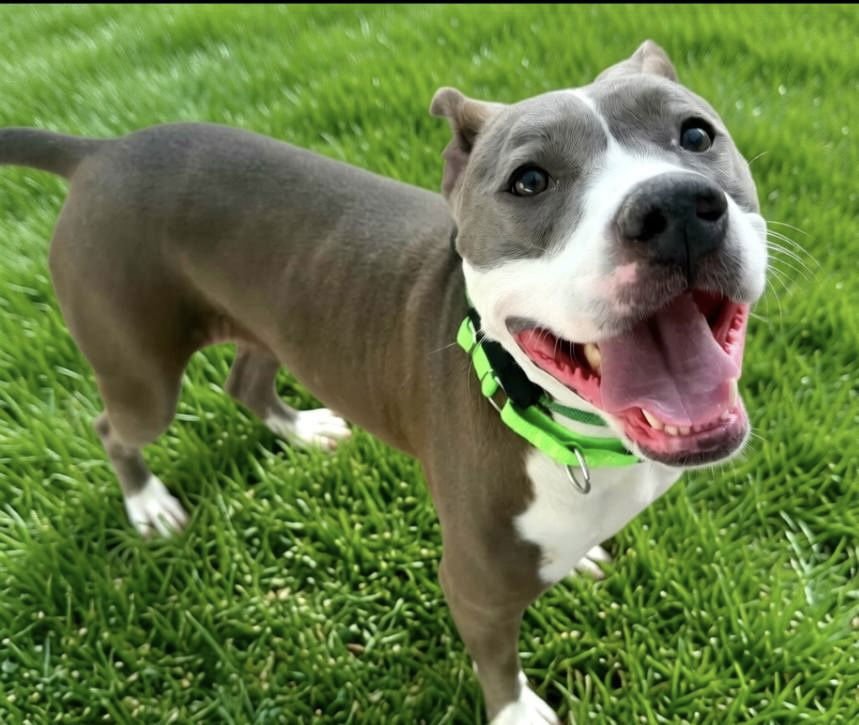 DARGO - American Pit Bull Terrier available for adoption