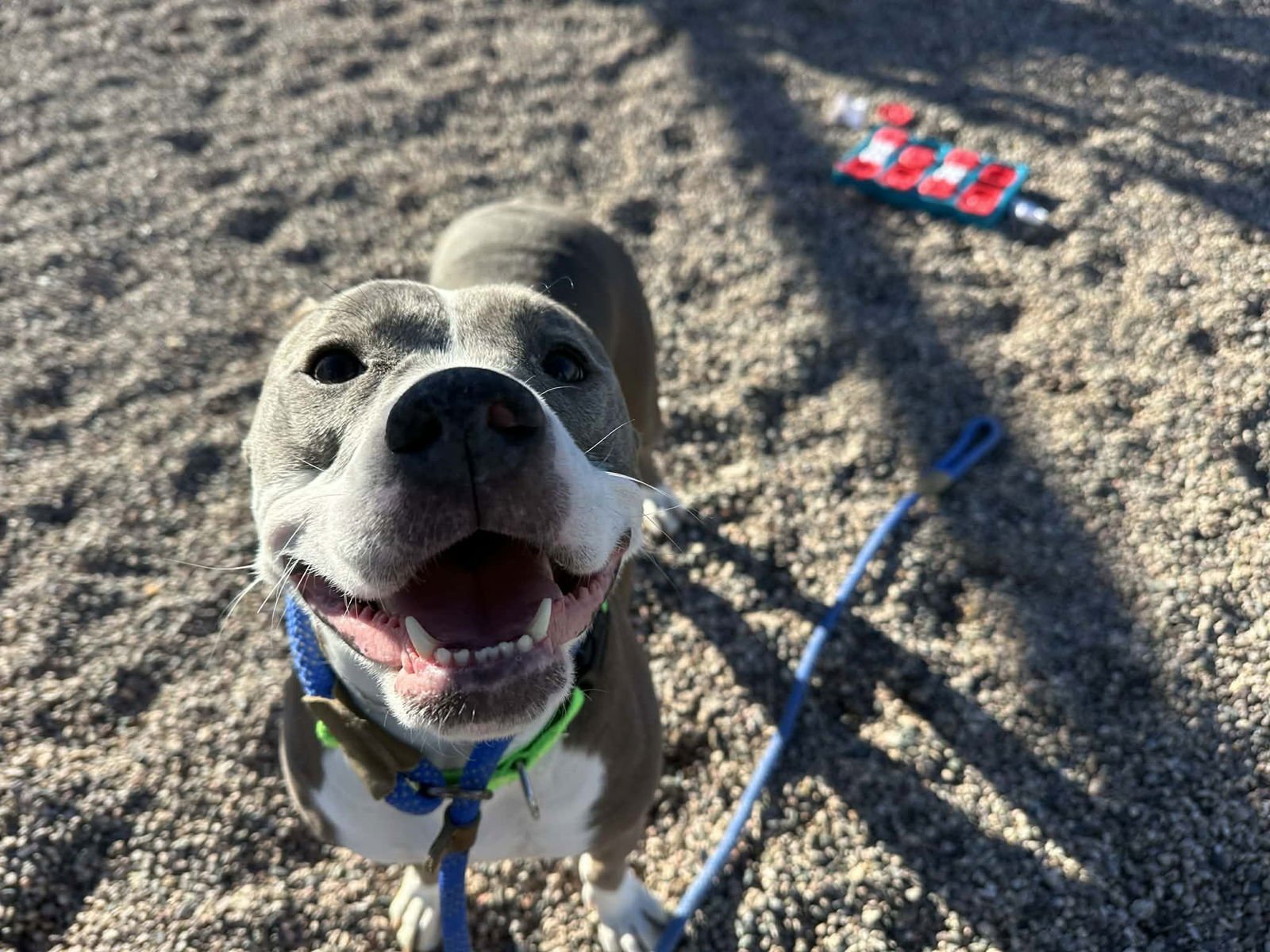 DARGO - American Pit Bull Terrier available for adoption