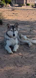 AGAVE (GAVI) - Husky available for adoption