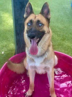 SVEN - German Shepherd Dog available for adoption
