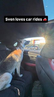 SVEN - German Shepherd Dog available for adoption