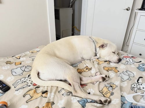 REGIS - Labrador Retriever / Pit Bull Terrier available for adoption