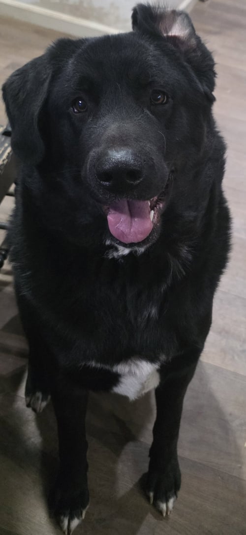TITAN #2 - Akita / Great Pyrenees available for adoption