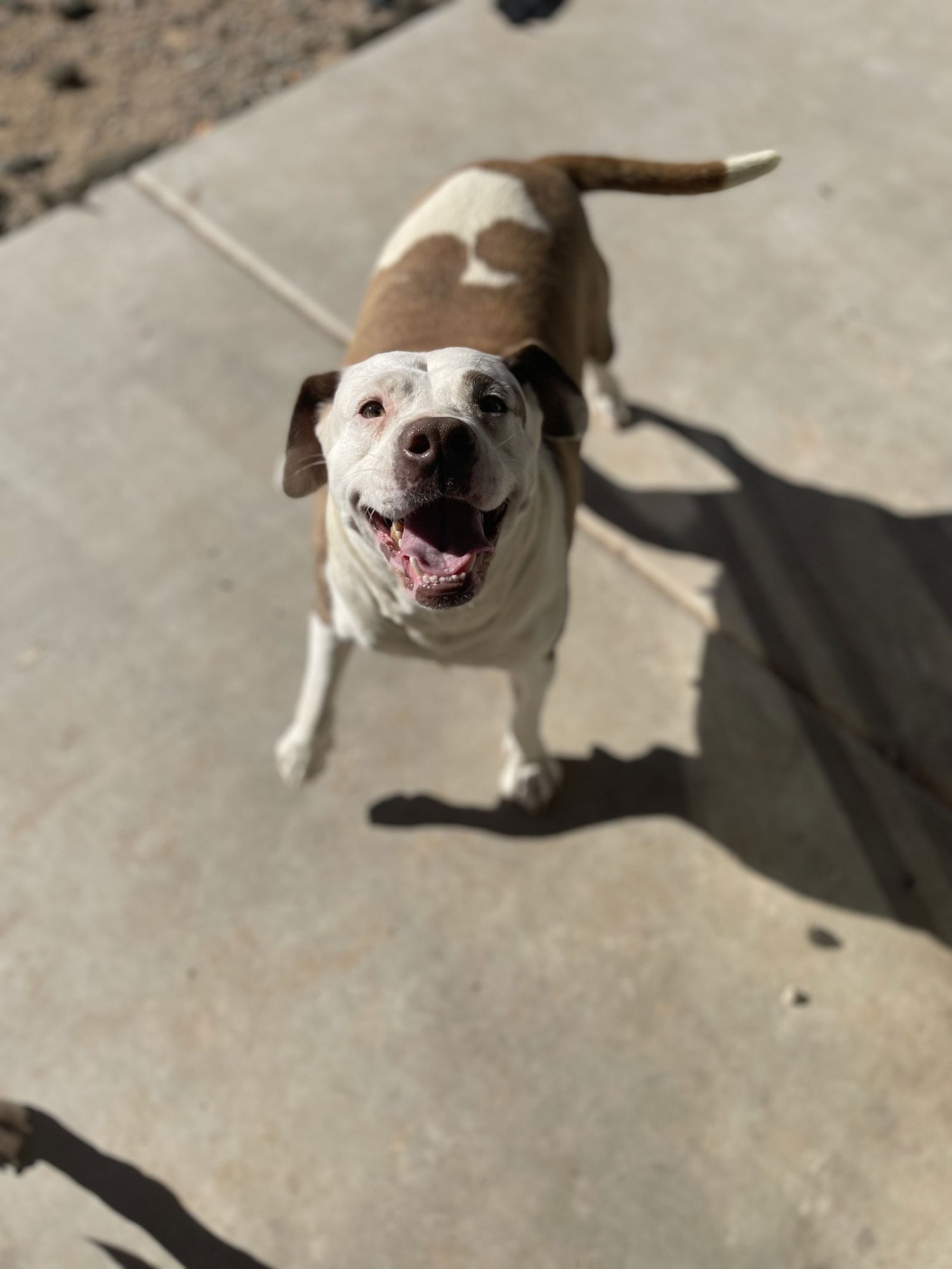 CALI #5 - Pit Bull Terrier available for adoption