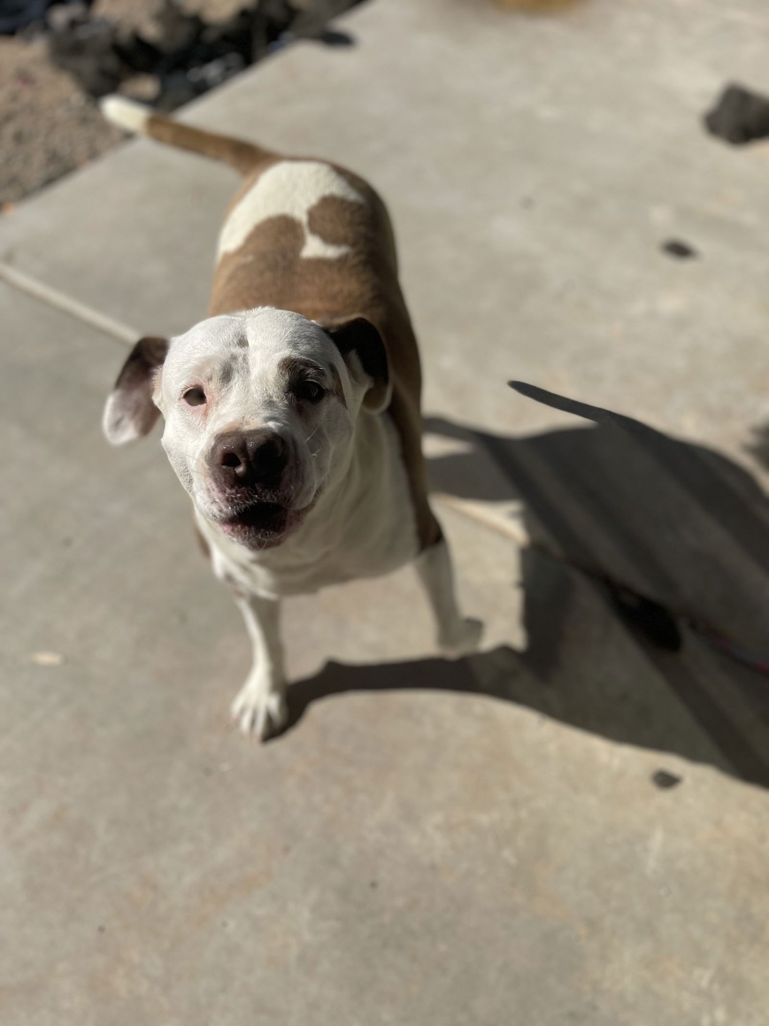 CALI #5 - Pit Bull Terrier available for adoption
