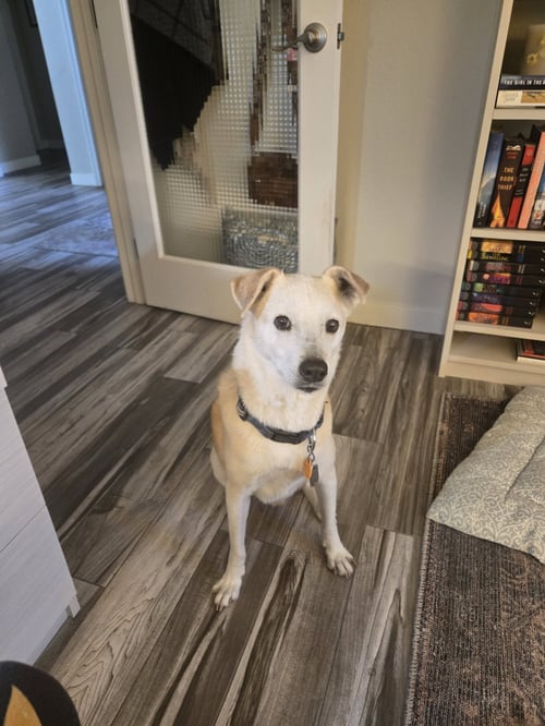 HENRY #6 - Labrador Retriever available for adoption