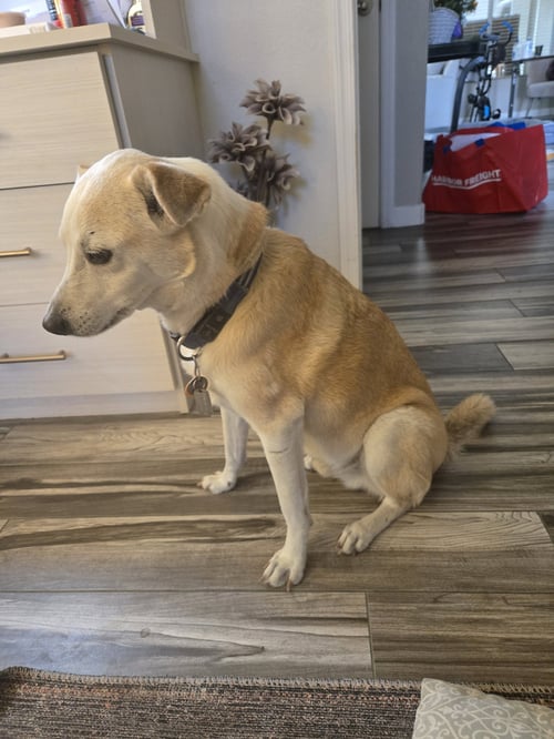 HENRY #6 - Labrador Retriever available for adoption