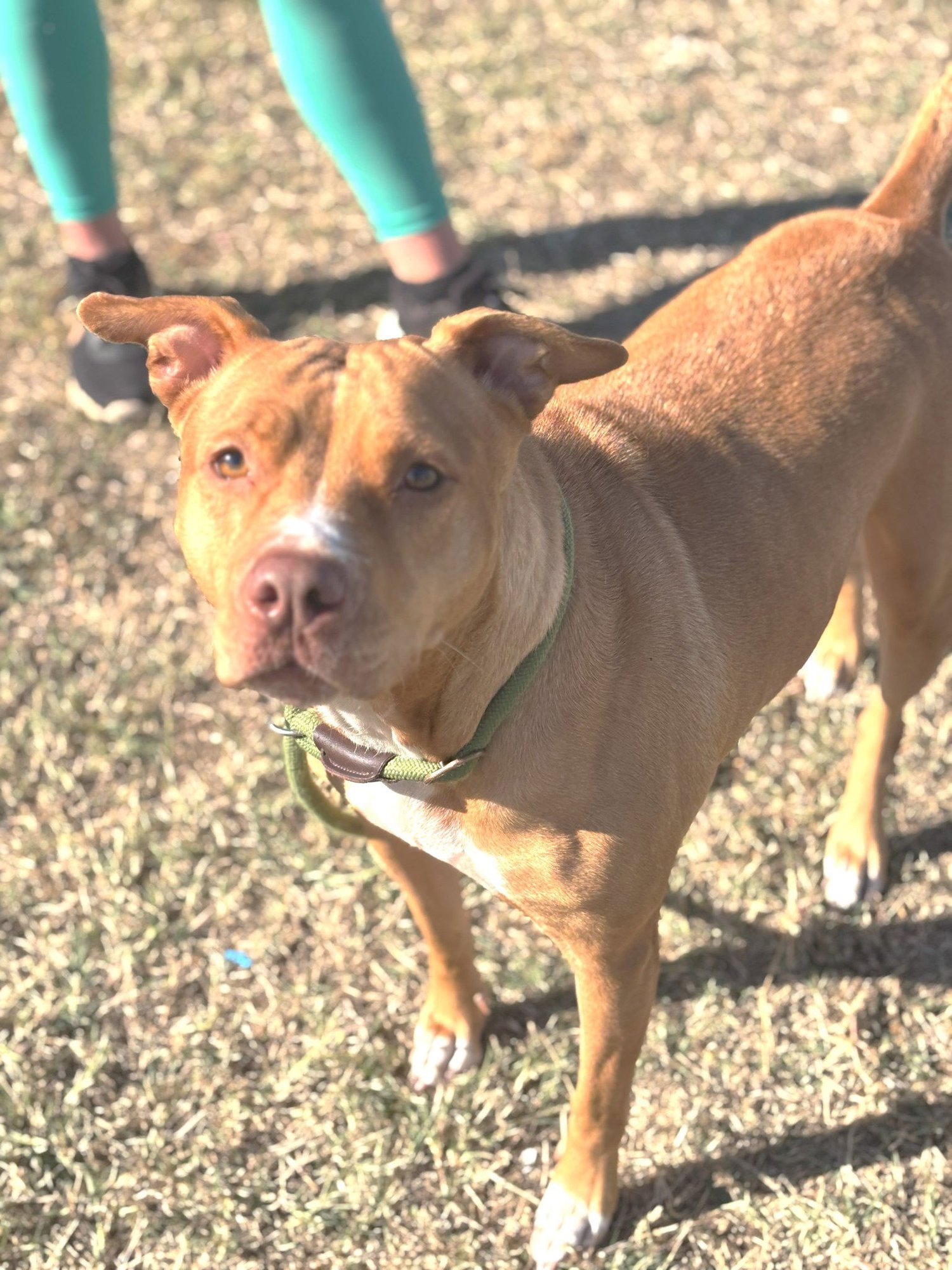 NANA - American Pit Bull Terrier available for adoption