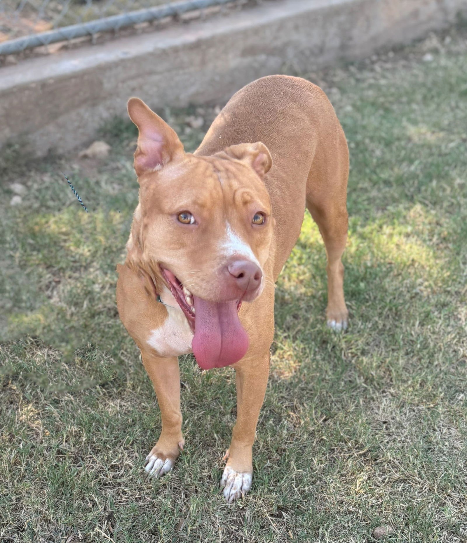 NANA - American Pit Bull Terrier available for adoption