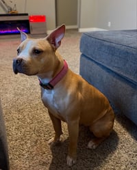 DAISY #29 - Photo 1