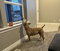 DAISY #29 - Photo 2